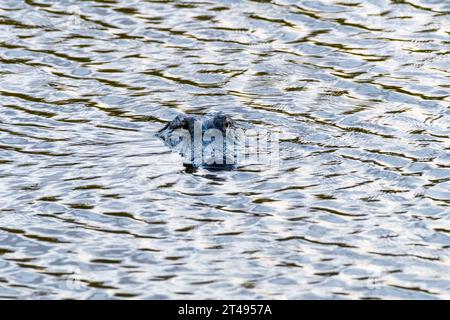 American Alligator mit einem unheimlichen Blick auf eine wellige Wasseroberfläche im Atchafalaya River Basin Stockfoto