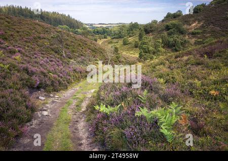 Heather Blooming bei Rebild Bakker in Dänemark Stockfoto