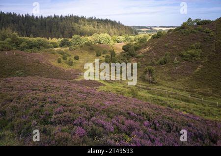 Heather Blooming bei Rebild Bakker in Dänemark Stockfoto