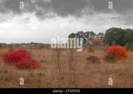 Nördliche Hochbusch-Blaubeersträucher, hellrote Blätter im Herbst, in grasbewachsener Heidefläche, im Hintergrund ein Bauernhof mit roten Dachziegeln Stockfoto