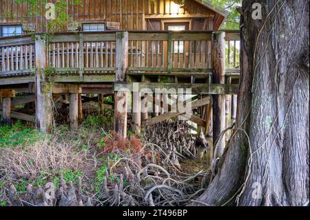 LAKE FAUSSE POINTE STATE PARK, LA, USA - 26. OKTOBER 2023: Große kahlköpfige Zypressen und eine Fülle von Zypressenknien unter einer Hütte entlang des Atchafalaya Stockfoto