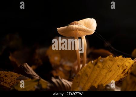 Glowin Pilze im Herbstwald. Kreatives Makrofoto Stockfoto