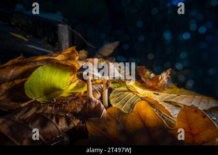 Zwei kleine Pilze, die durch die Herbstblätter wachsen. Makrofoto mit kreativem Licht Stockfoto