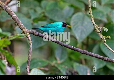 Kleiner tropischer Vogel Grüner Honigkriecher (Chlorophanes spiza), Mindo Cloud Forest, Ecuador. Stockfoto