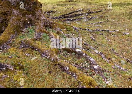 Moosbedeckte Baumwurzeln auf einem grasbewachsenen Waldboden in den Azoren, Portugal Stockfoto
