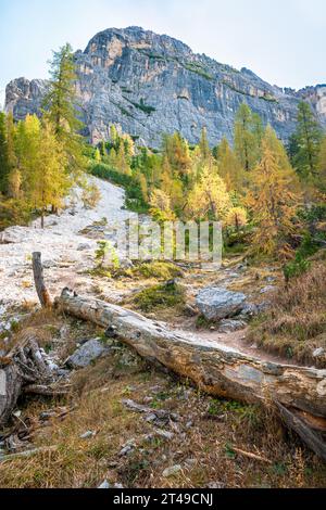 Dramatisches Landschaftsbild eines umgestürzten Baumes und goldener Lärchen an einem Berghang in den Dolomiten, Italien. Stockfoto
