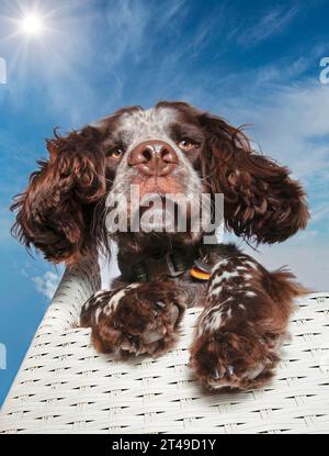 Cocker Spaniel sitzt im Stuhl Stockfoto