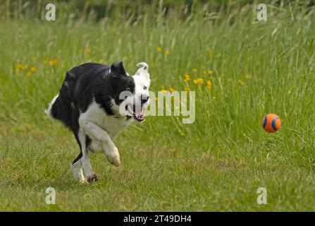 Border Collie jagt einen Ball Stockfoto