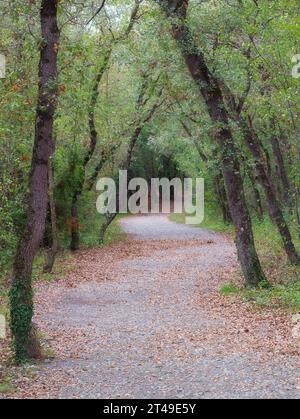 Zabalgana Wald im Herbst, in Vitoria, Spanien Stockfoto