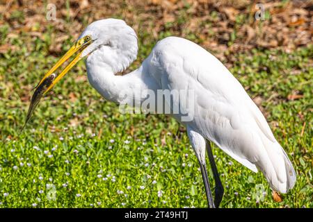Großer Reiher (), der den Fisch hält, den er gerade in einem Teich im Amelia Island State Park auf Amelia Island im Nordosten Floridas gefangen hat. Stockfoto