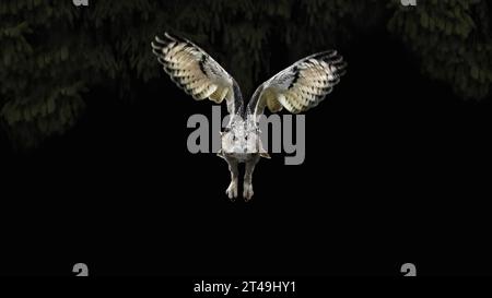 Eurasischer Uhu (Bubo Bubo), der zur Kamera fliegt, dunkler Wald der Hintergrund, schwarzer Hintergrund, Kopierraum, negativer Raum, Minimalismus Stockfoto