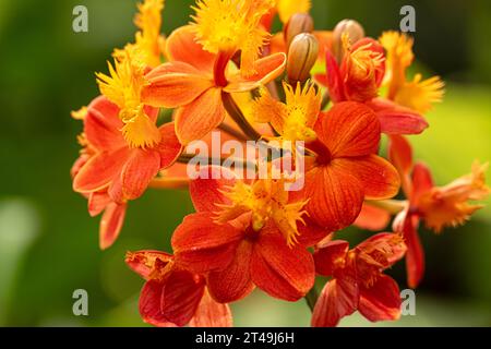 Lebendige Schilfstamm-Epidendrum-Orchidee im Atlanta Botanical Garden in Midtown Atlanta, Georgia. (USA) Stockfoto