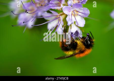 Gewöhnliche carda-Biene sammelt Pollen und Nektar von Blüten Stockfoto