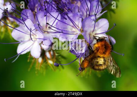 Gewöhnliche carda-Biene sammelt Pollen und Nektar von Blüten Stockfoto