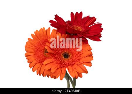 Rote Gerbera Gänseblümchenblume isoliert auf weißem Hintergrund. Stockfoto
