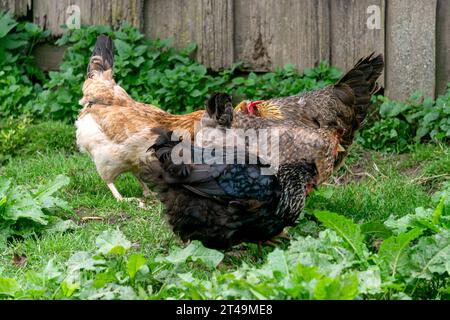 Hühner packen das Getreide zusammen auf das Gras Stockfoto
