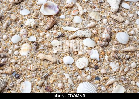 Meereshintergrund. Muscheln und Korallen auf grobem weißem Sand, Blick von oben. Stockfoto