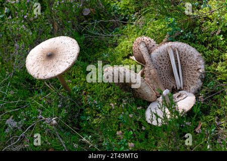 Ein großer Regenschirmpilz wächst auf dem Gras in einer natürlichen Waldumgebung im Freien Stockfoto