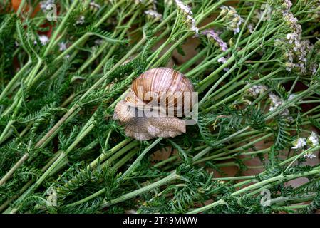 Eine große Traubenschnecke kriecht durch das Gras Stockfoto