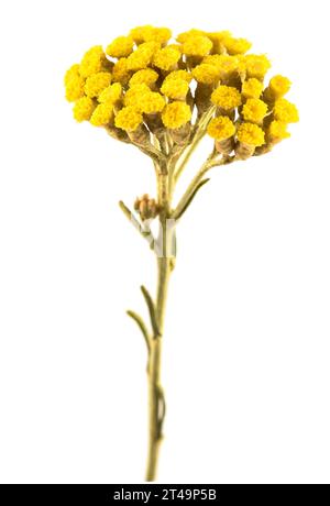 Helichrysum Blüten isoliert auf weißem Hintergrund Stockfoto