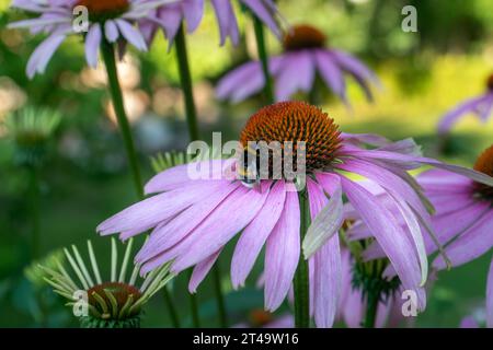 Echinacea ist eine Gruppe von blühenden Pflanzen, die von Bienen zum Sammeln von Nektar bevorzugt werden. Es enthält Wirkstoffe, die die Immunfunktion stärken und horm haben Stockfoto