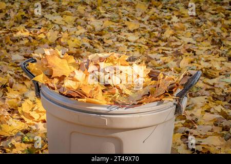 Plastikmüll gefüllt mit goldenen Ahornblättern in einem Hinterhof, Herbstlandschaft Stockfoto