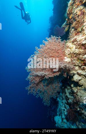Taucher schwimmen an einer farbenfrohen, rot verzweigten Korallenspeisung in den tropischen Strömungen entlang einer Wand eines Korallenriffs vorbei Stockfoto
