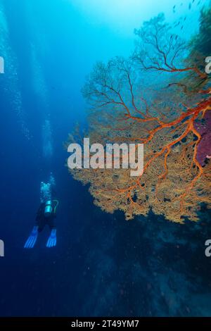 Taucher schwimmen im tiefen Blau vorbei an einem farbenfrohen orangen und roten riesigen Gorgonien-Meeresfächer, der an einer Korallenriffwand befestigt ist Stockfoto