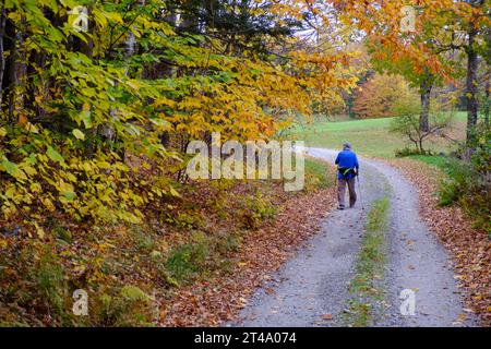 Eine ältere Person läuft entlang einer Landstraße in Vermont in der Nähe von farbenfrohen Herbstlaub mit Skistöcken, um mit ihnen zu spazieren. Stockfoto