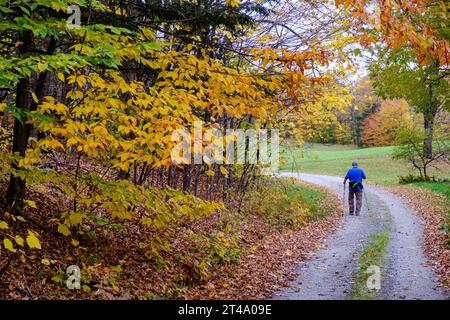 Eine ältere Person läuft entlang einer Landstraße in Vermont in der Nähe von farbenfrohen Herbstlaub mit Skistöcken, um mit ihnen zu spazieren. Stockfoto