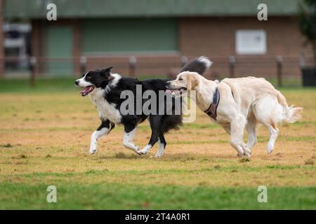 Hunde verschiedener Rassen spielen im Park auf grünem Gras Stockfoto