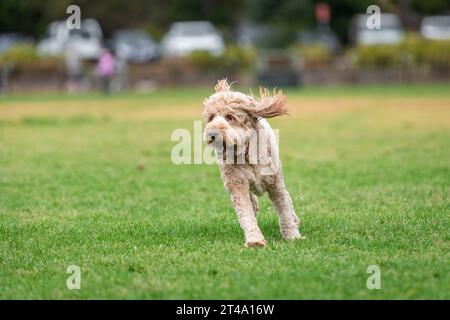 Porträt eines flauschigen Pudels, der im Park auf grünem Gras läuft. Stockfoto