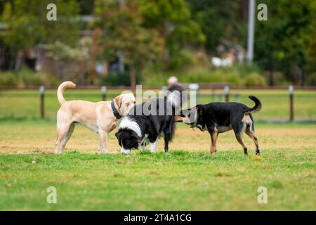 Hunde verschiedener Rassen spielen im Park auf grünem Gras Stockfoto