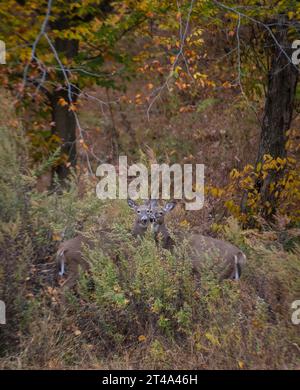 Zwei weibliche Weißschwanzhirsche stehen Wange an Wange, umgeben von Herbstlaub, Pennsylvania, USA Stockfoto