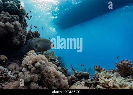 Moray Aal, Gymnothorax javanicus, sticht aus einem Versteck am tropischen Korallenriff mit dem Rumpf eines Bootes darüber Stockfoto