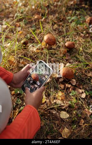 Über dem Bild der Hände einer jungen Frau mit Smartphone, die mehrere im Herbstwald wachsende Orangenkapselpilze fotografiert Stockfoto