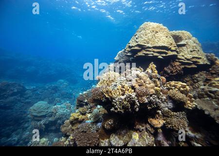 Ausbaufläche aus farbenfrohen harten Steinkorallen und blauen Gewässern eines tropischen Korallenriffs Stockfoto