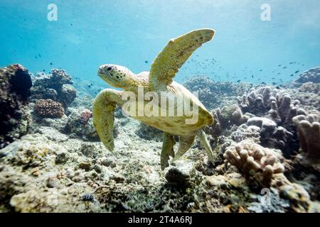 Unter der grünen Meeresschildkröte Chelonia mydas, die über ein tropisches Korallenriff fängt Stockfoto