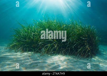 Seegras auf einem sandigen Meeresgrund mit Sonnenlicht unter Wasser im Mittelmeer (Neptungras Posidonia oceanica), Naturszene, Frankreich, Französische Riviera Stockfoto