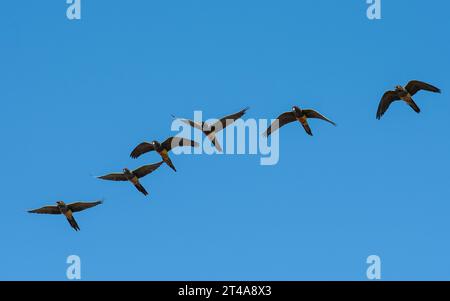 Papageiengräber im Flug, Provinz La Pampa, Patagonien, Argentinien Stockfoto