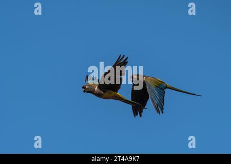 Papageiengräber im Flug, Provinz La Pampa, Patagonien, Argentinien Stockfoto