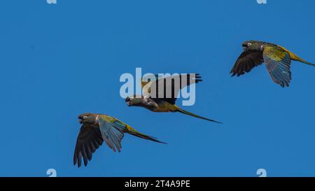 Papageiengräber im Flug, Provinz La Pampa, Patagonien, Argentinien Stockfoto