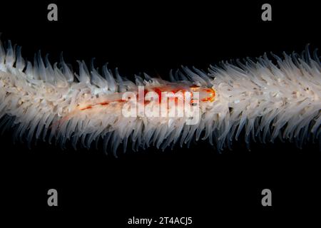 Ein kleiner Meerespeitschengoby lebt symbiotisch auf einer schwarzen Koralle in Raja Ampat, Indonesien. Die Korallenriffe dieser Region unterstützen eine hohe biologische Vielfalt der Meere. Stockfoto