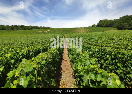 Weinberg in Chateau-Thierry, einer Stadt in der Weinregion Champagne. Stockfoto