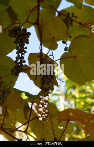 Nahaufnahme der roten Trauben, die noch an der Rebe hängen. Stockfoto