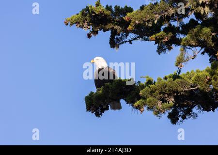Weißkopfseeadler, Erwachsener In Kiefer Stockfoto