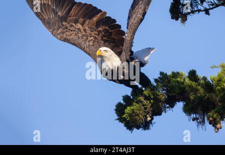 Weißkopfadler, Erwachsener, der von der Kiefer abhebt Stockfoto