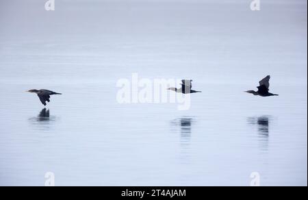 Drei Doppelhauchkormorane fliegen tief über Wasser Stockfoto