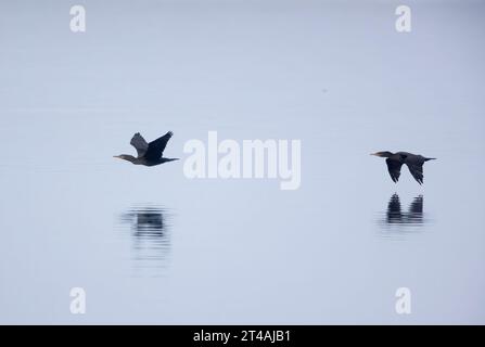 Zwei Doppelhauchkormorane fliegen tief über Wasser Stockfoto