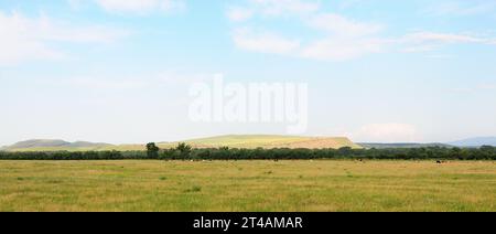 Panoramaaufnahme einer langen Lichtung mit einer Herde von Kühen, einem schmalen Streifen von Büschen und einem Kamm von sanften Hügeln unter einem bewölkten Sommerhimmel. Mountai Stockfoto